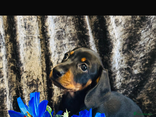 Dachshund dogs Male Dachshund 😘 xx - Advert 4