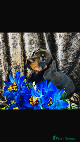Dachshund dogs Male Dachshund 😘 xx - Advert 2