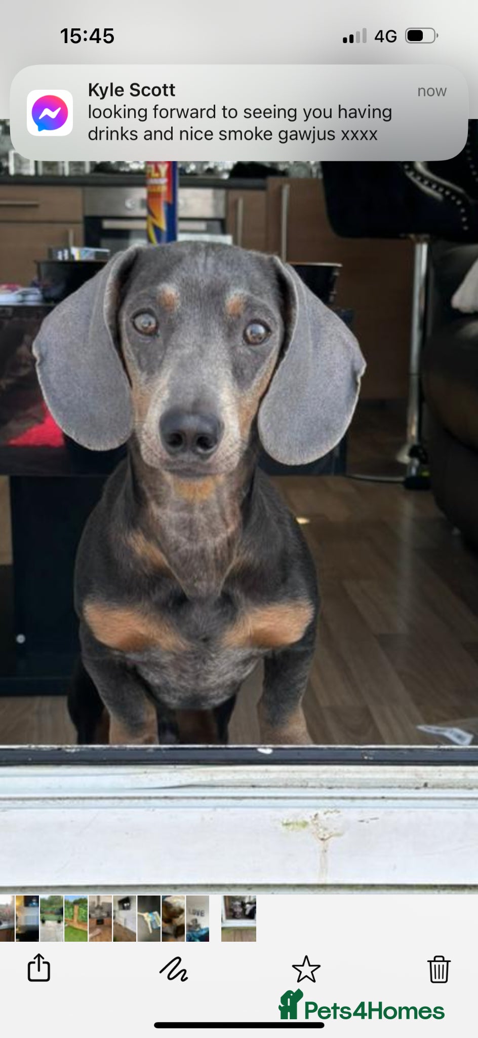 Dachshund dogs Blue colour no papers  - Advert 17