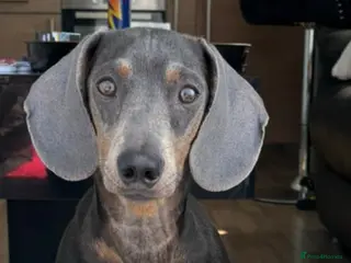 Dachshund dogs Blue colour no papers - Advert 1