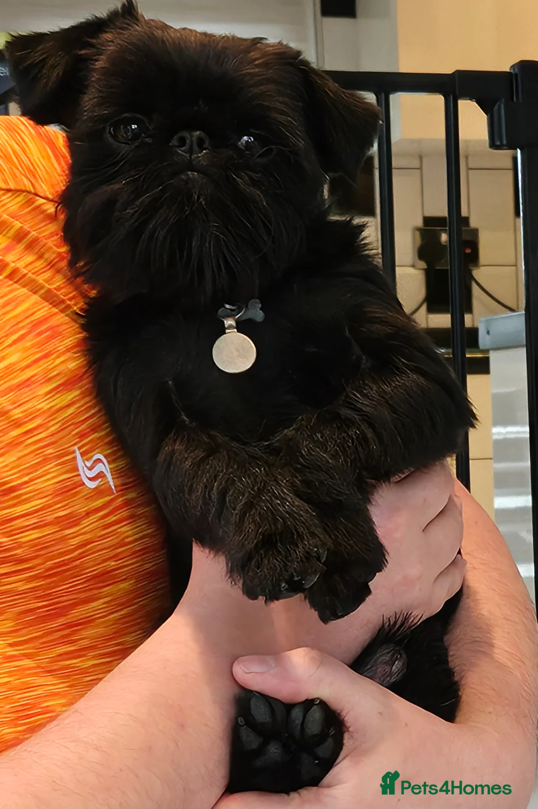 Griffon Bruxellois dogs for sale: Brux Beautys - Advert 2