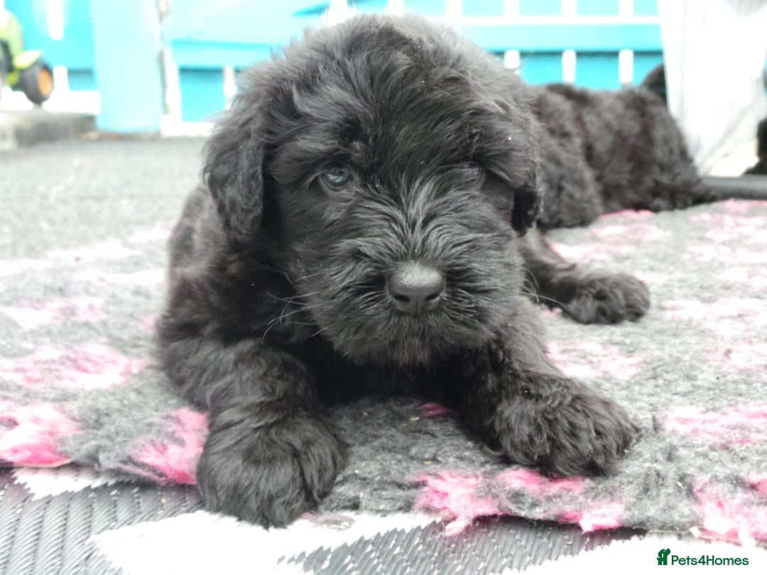 Russian Black Terrier dogs for sale: top russianblack terriers from champion bloodlines - Image 7