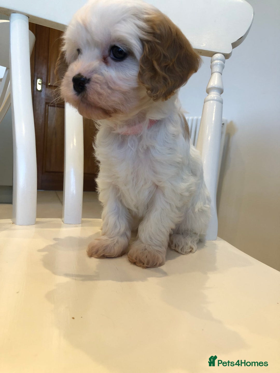 Cavapoo dogs for sale: Adorable Cavapoo Puppies  - Advert 22