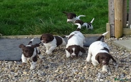 English Springer Spaniel dogs for sale: Gorgeous English Springer Spaniel Puppies - Image 1