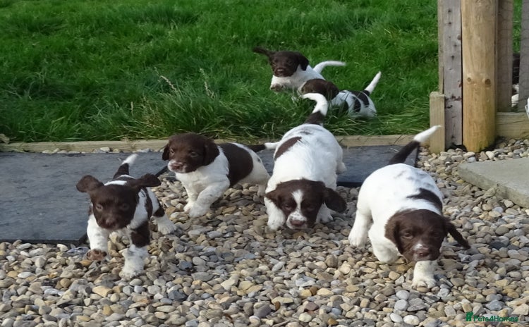 English Springer Spaniel dogs - Advert 5