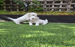 Bichon Frise dogs for sale: Bichon  - Image 10