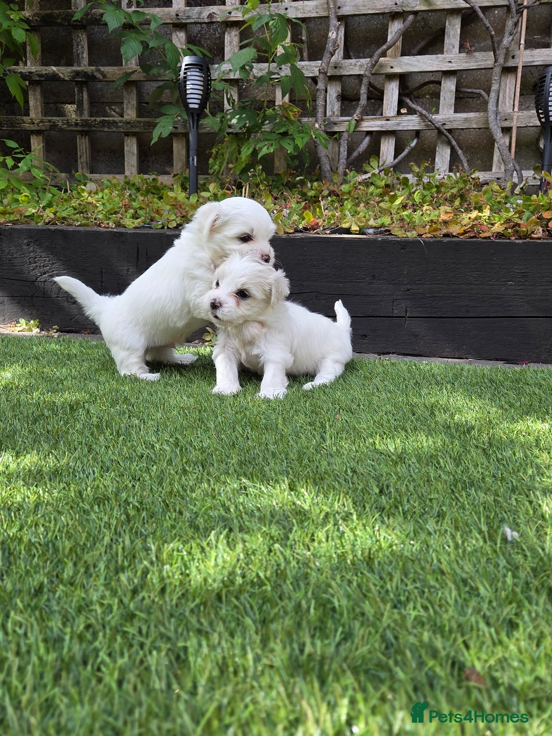 Bichon Frise dogs for sale: Bichon  - Image 10