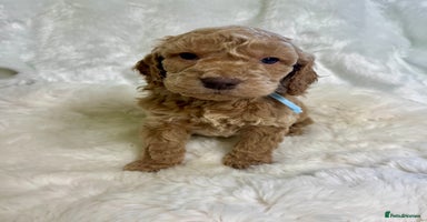 Goldendoodle dogs Outstanding quality fully tested Goldendoodle pups - Advert 1