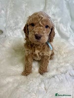 Goldendoodle dogs Outstanding quality fully tested Goldendoodle pups - Advert 1