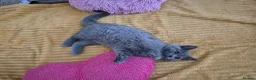 British Shorthair cats for sale: Ready! GCCF parents with champions in line,BSH - Advert 8