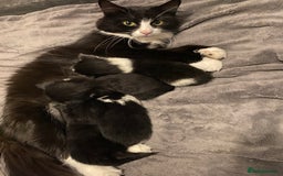 British Longhair cats for sale: 3 Gorgeous Longhaired Kittens - Image 2