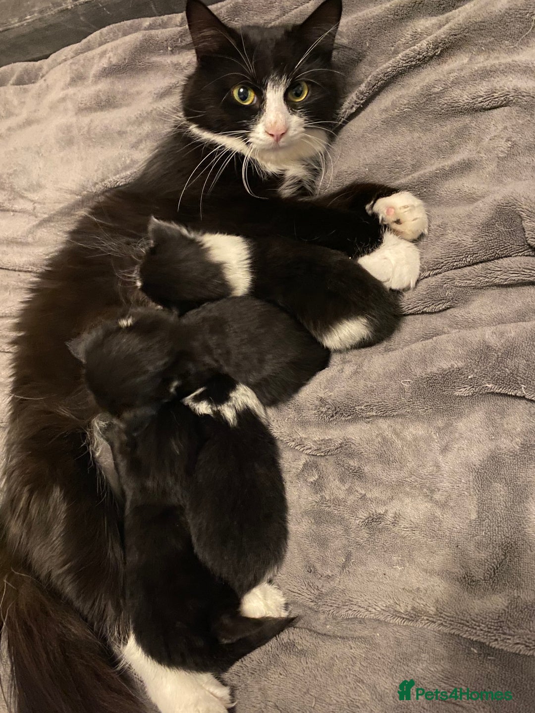 British Longhair cats for sale: 3 Gorgeous Longhaired Kittens - Image 2