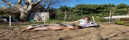 Pig livestock for sale: 2 kune kune pigs  - Advert 3