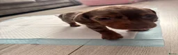 Dachshund dogs for sale: 🩷🩷🩷 DACHSHUNDS GIRLS 🩷🩷🩷 - Advert 18