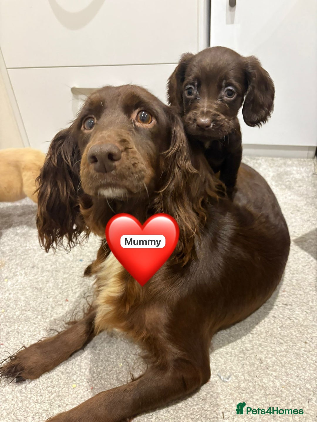 Cocker Spaniel dogs for sale: Cocker spaniel puppies ready to leave  - Advert 8
