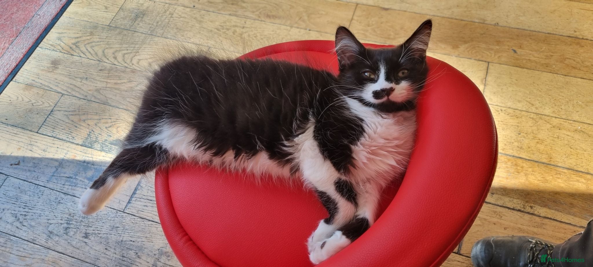 Mixed Breed cats 2 Gorgeous Girl Kittens for Sale - Advert 2
