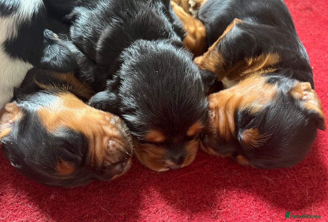 Cocker Spaniel dogs for sale: KC COCKER PUPS TRI BLACK TAN WHITE RED BLUE ROAN - Image 9