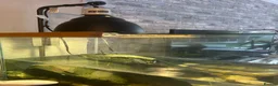 Turtle reptiles for sale: 3x Reeves turtles with tank in Rayleigh - Advert 5