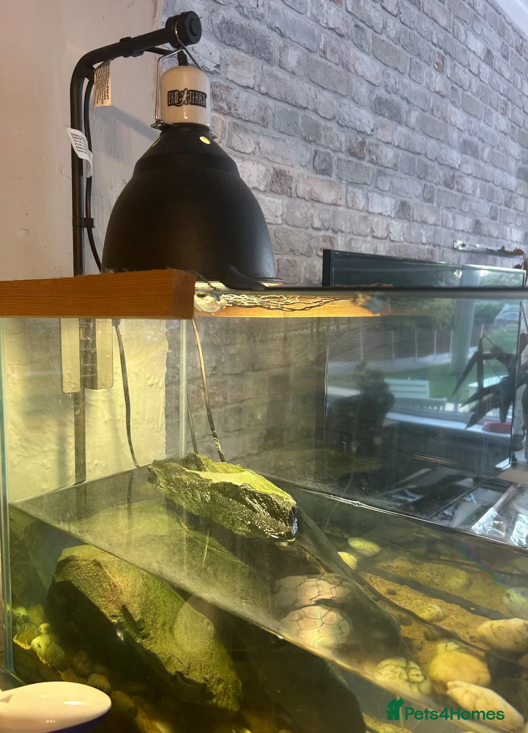 Turtle reptiles for sale: 3x Reeves turtles with tank in Rayleigh - Advert 5