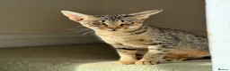 Savannah cats for sale: Savannah x Dorset lad kitten for sale - Advert 11