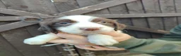 English Springer Spaniel dogs for sale: Beautiful litter of English Springer spaniels - Advert 14