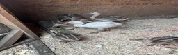 Emus poultry for sale: Rhea chicks  - Advert 4