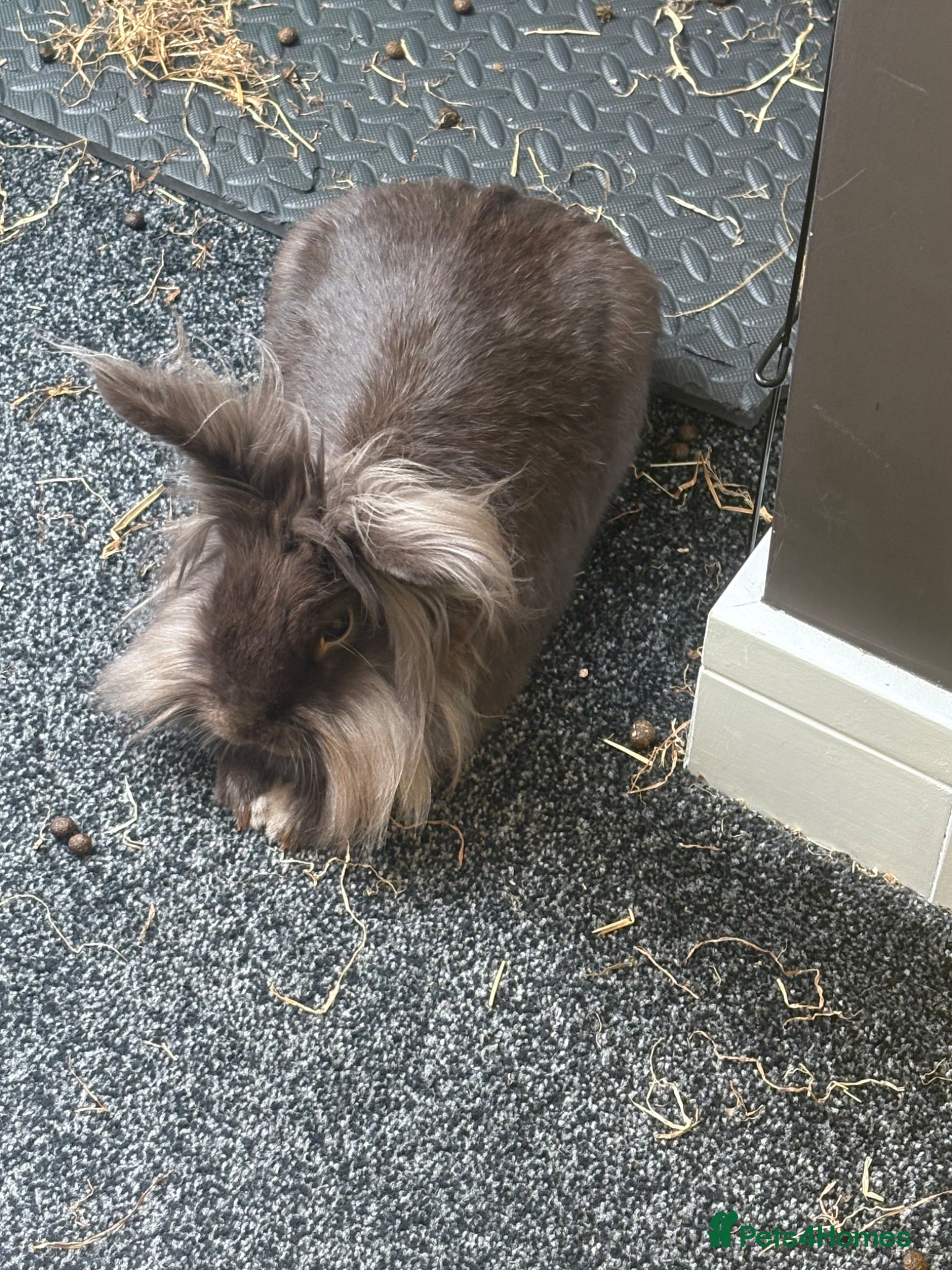 Lionhead rabbits for sale: 2yo Lionhead Female in Hove - Advert 7
