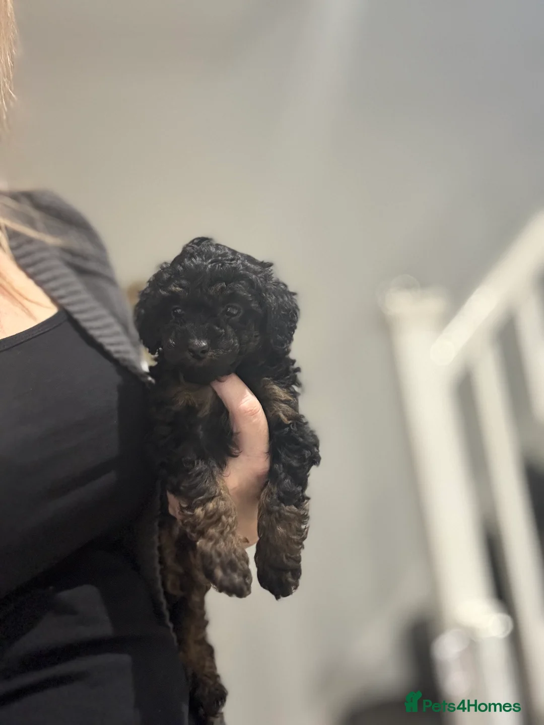 Cavapoo dogs for sale:  ** /TOY MULTI GEN CAVAPOO BOY - Advert 11