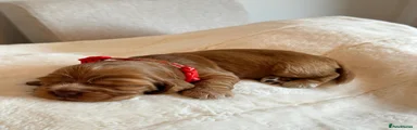 Cocker Spaniel Puppy 3