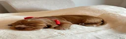 Cocker Spaniel dogs for sale: 🌟 OUTSTANDING KC SHOW COCKER SPANIELS 🌟 - Advert 34