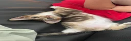 Mixed Breed cats for sale: Beautiful Tabby Kittens - Advert 17