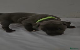 Staffordshire Bull Terrier dogs for sale: Blue staffs for sale £900 - Image 18