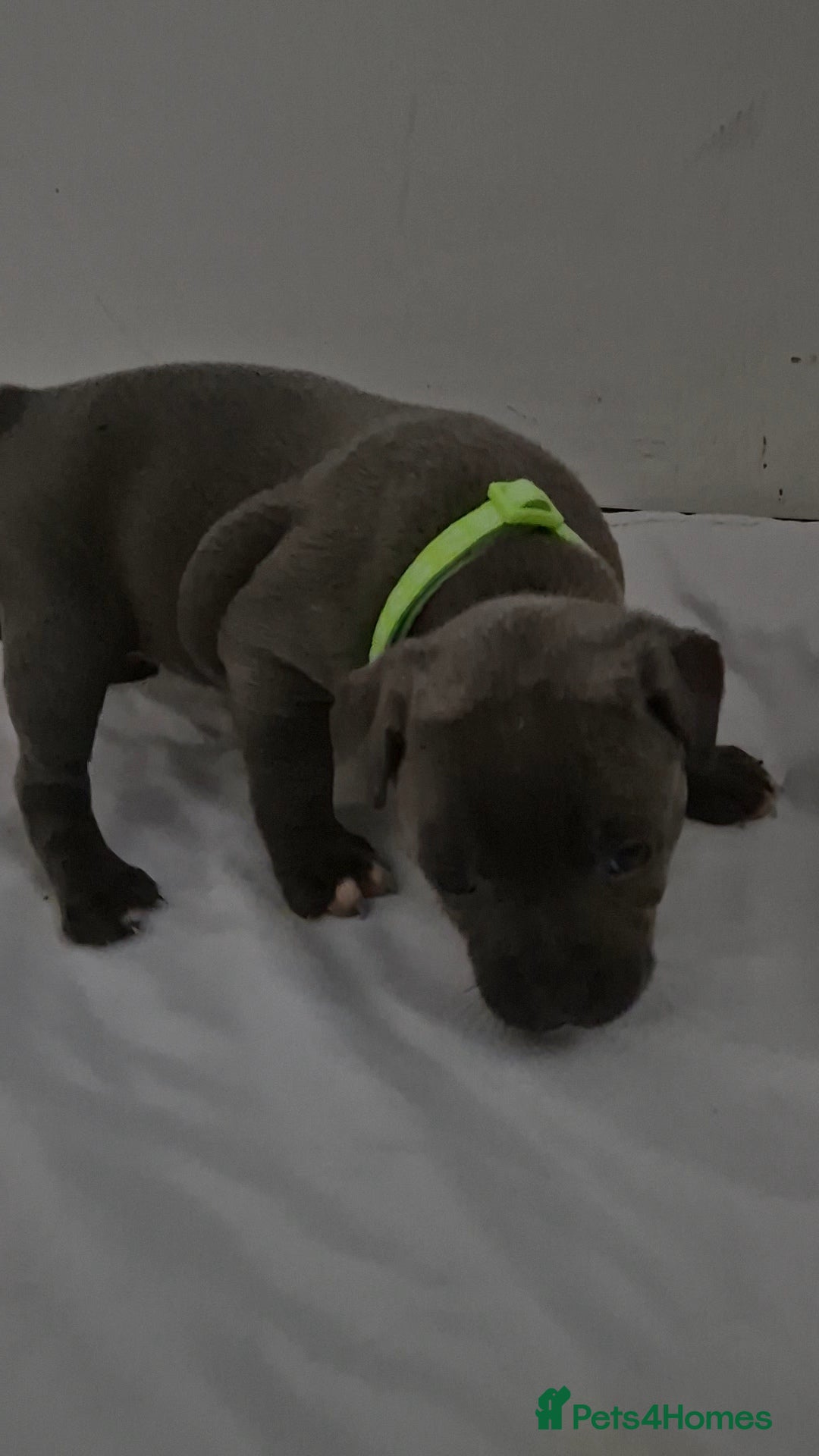 Staffordshire Bull Terrier dogs for sale: Blue staffs for sale £900 - Image 18