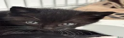 Mixed Breed cats for sale: 2X Female Kittens - Advert 6