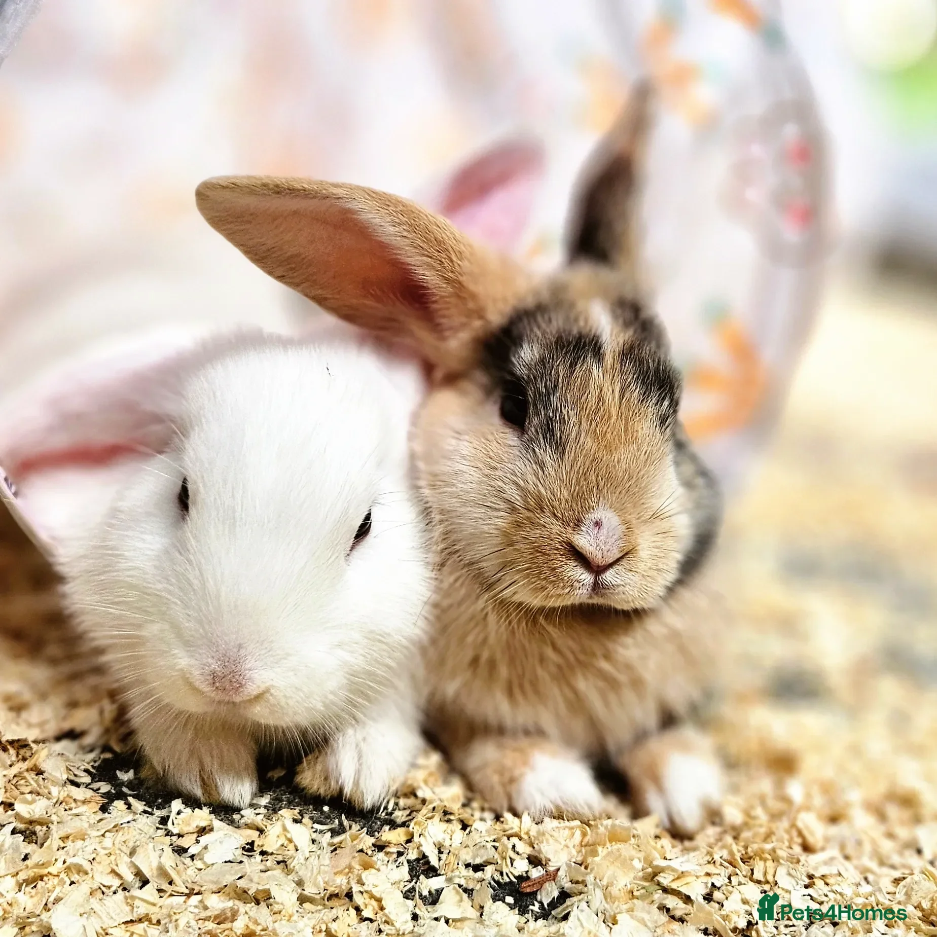 Mixed Breed rabbits 2 male rabbits plus hutches for sale - Advert 1