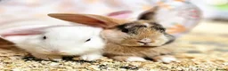 Mixed Breed rabbits for sale: 2 male rabbits plus hutches for sale - Advert 1