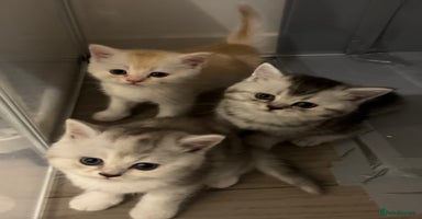 Scottish Fold cats - Advert 15