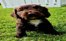 Cocker Spaniel dogs for sale: Cocker Spaniel Puppies - KC Registered  - Image 4