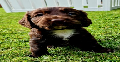 Cocker Spaniel dogs - Advert 9
