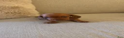Miniature Dachshund dogs for sale: 5 beautiful miniature dachshund puppies for sale  - Advert 3