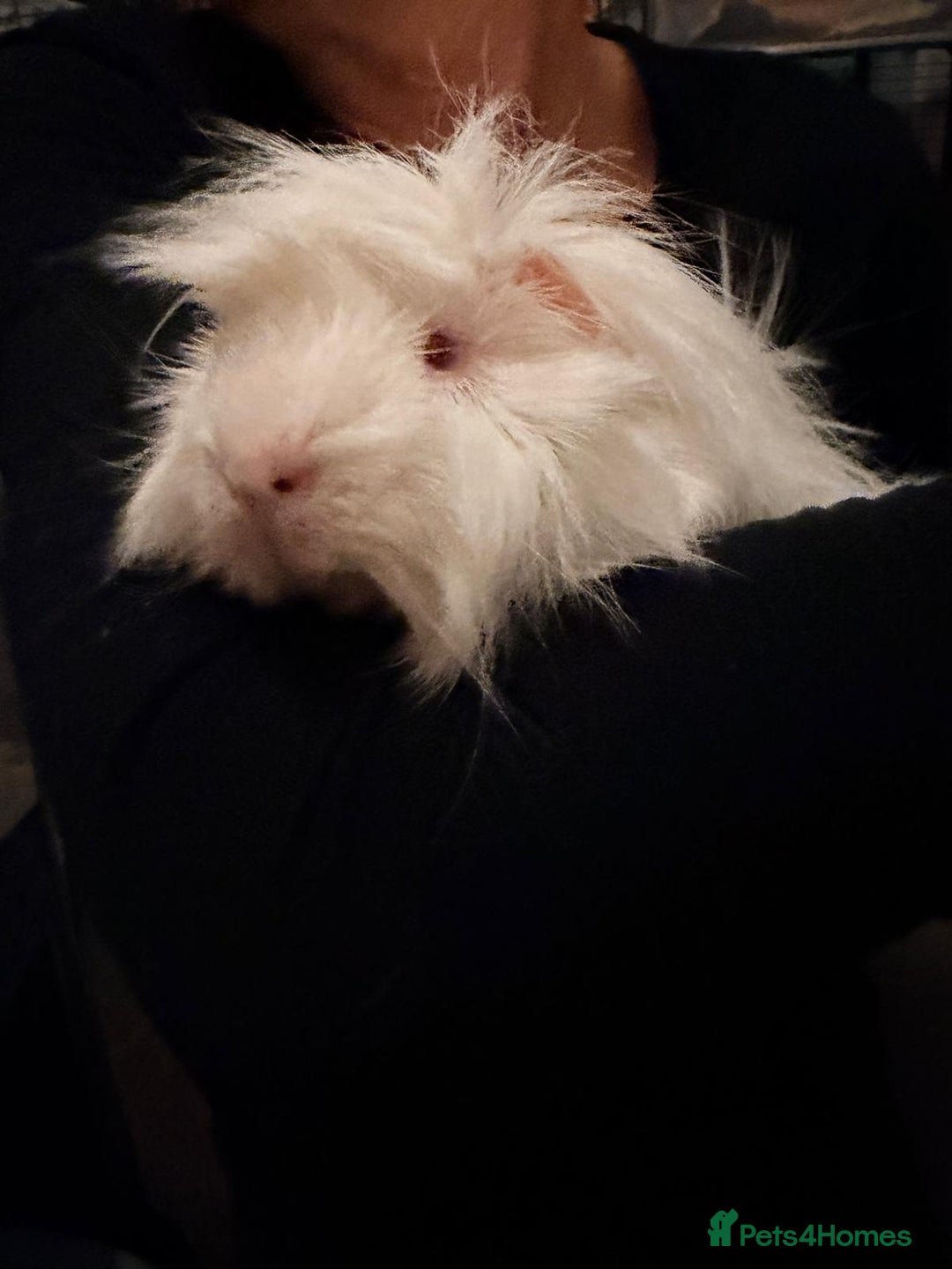 Guinea Pig rodents for sale: New home required - Advert 3