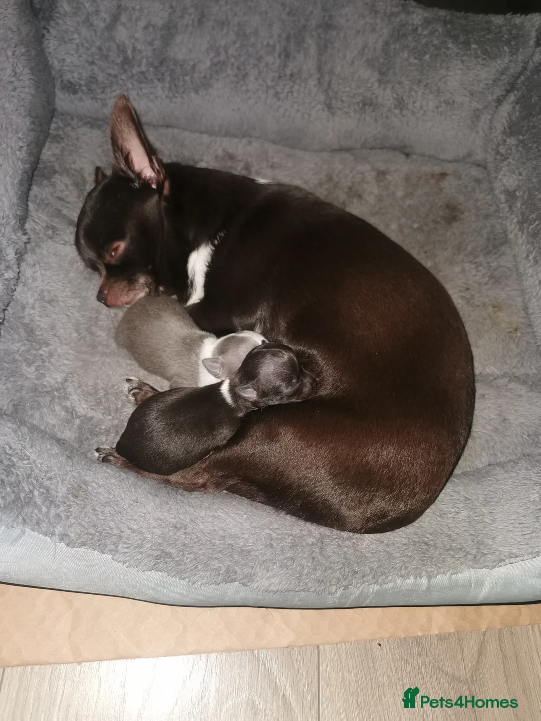 Chihuahua dogs for sale: KC registered lilac male chihuahua  in Saint Helens - Advert 6