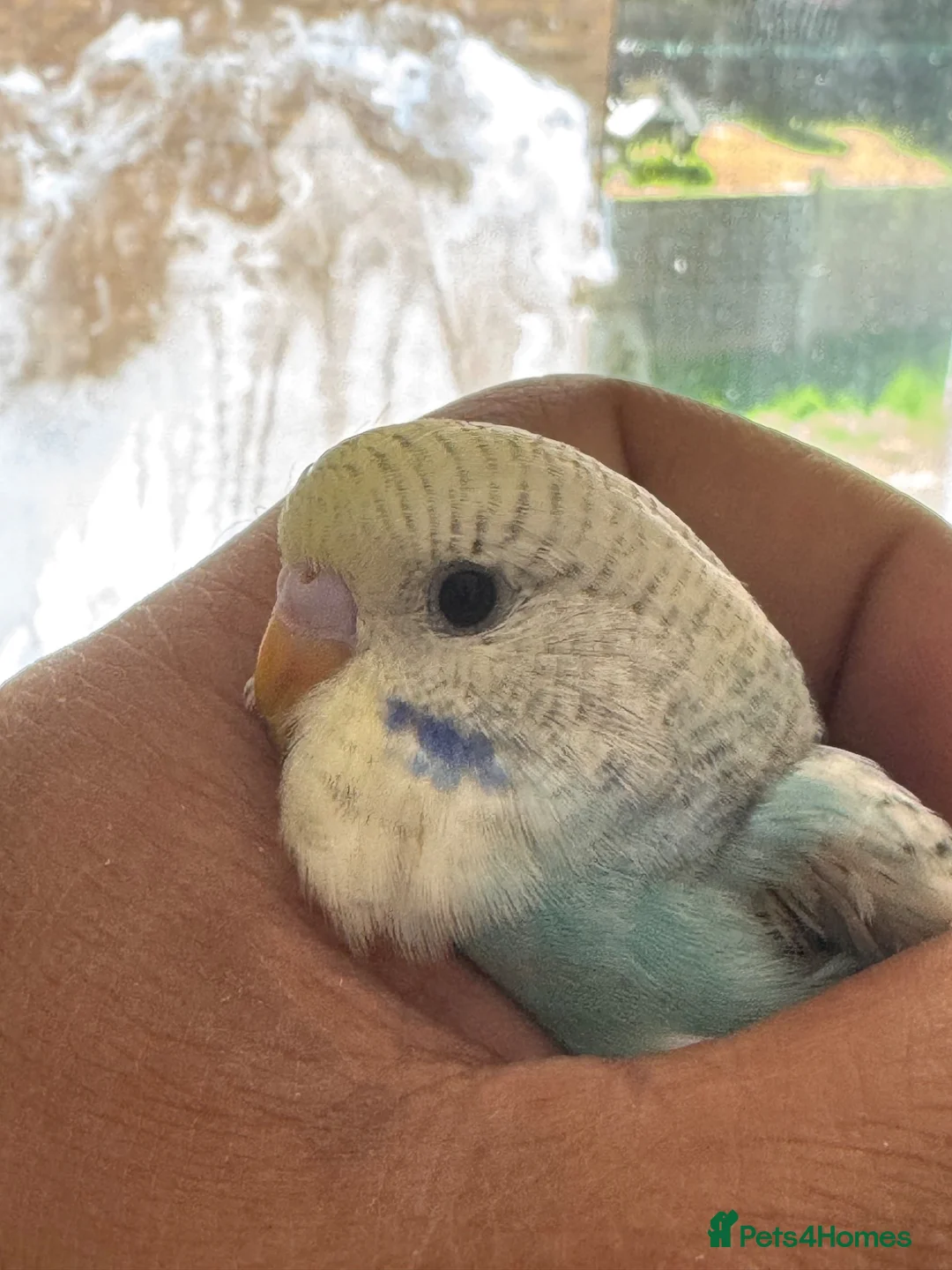 Budgerigars birds for sale: Budgies babies for sale - Advert 2