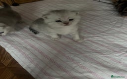 British Shorthair cats for sale: 🥰Beautiful kittens with rare colouring🥰 - Image 10