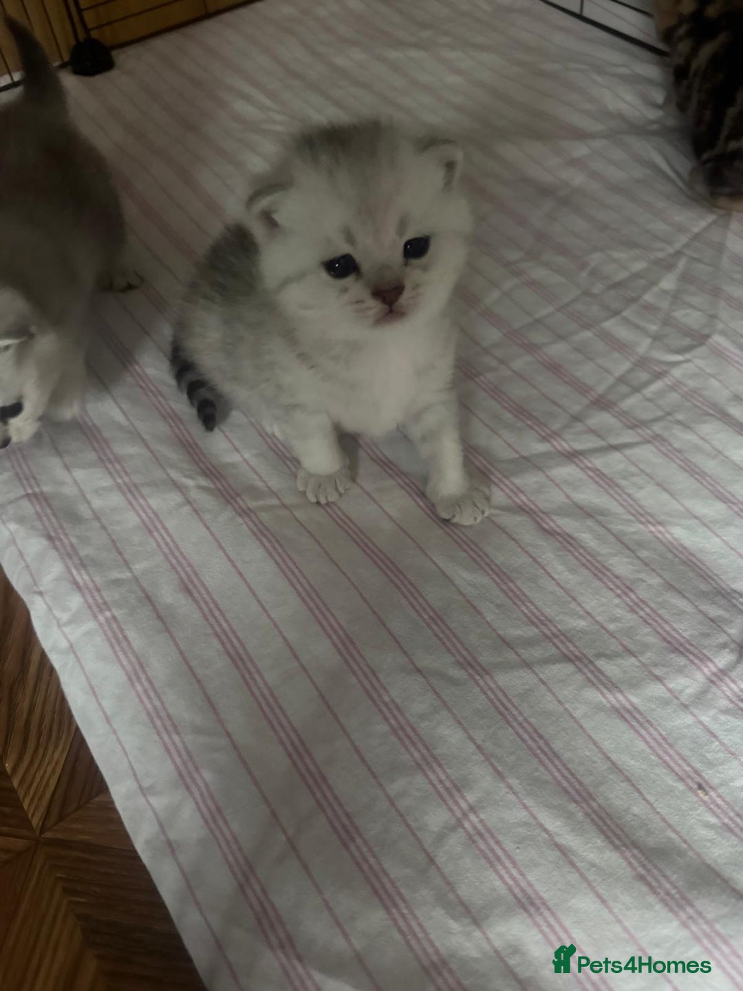 British Shorthair cats for sale: 🥰Beautiful kittens with rare colouring🥰 - Image 10