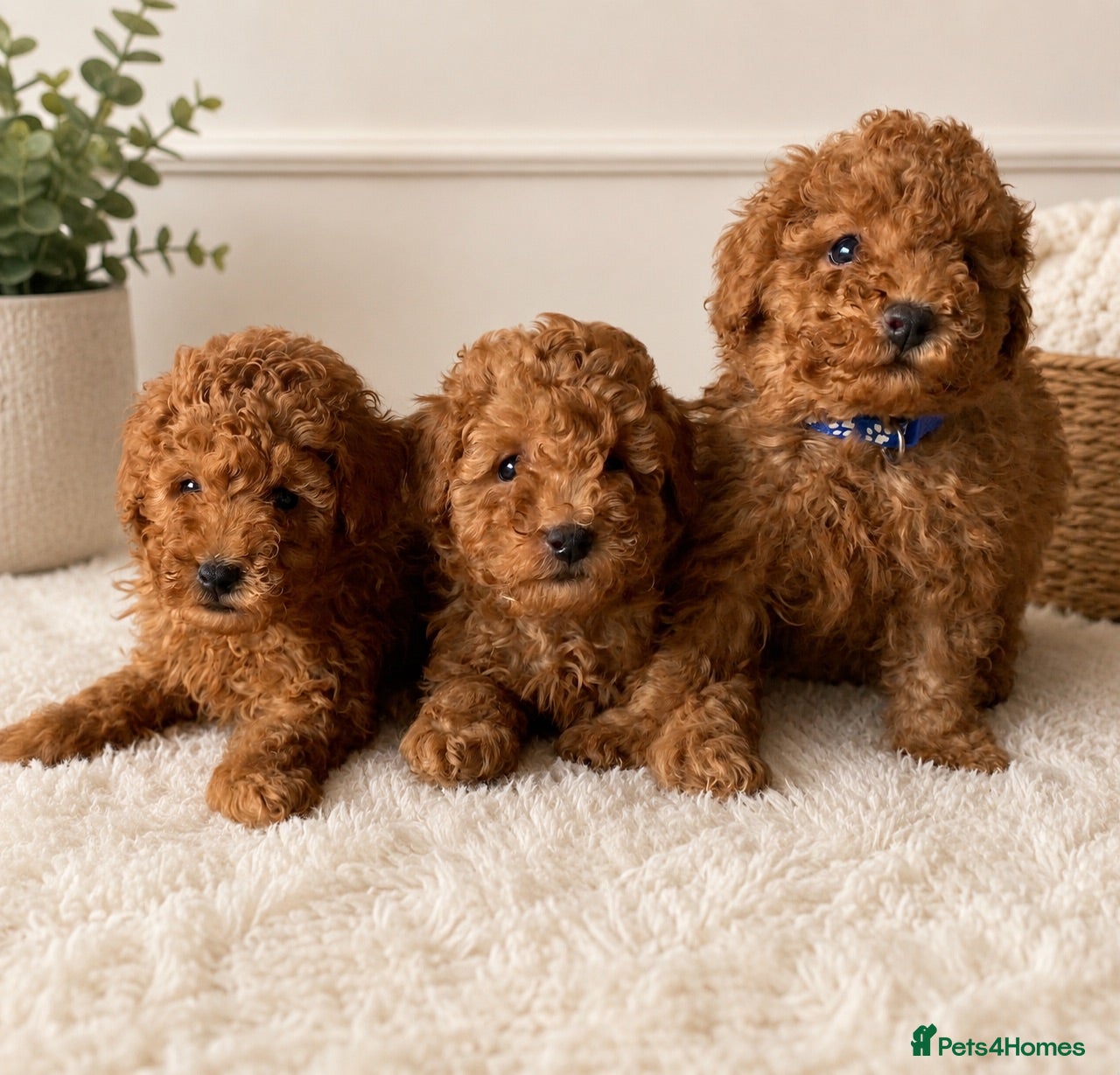 Toy Poodle dogs Fully health tested Deep Red Toy poodle puppies  - Advert 1