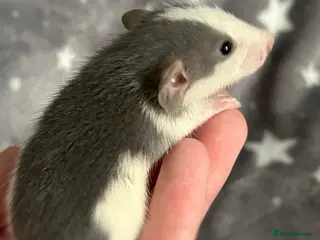 Rat rodents Baby dumbo rats male and female - Advert 9