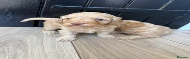 Cockapoo 2