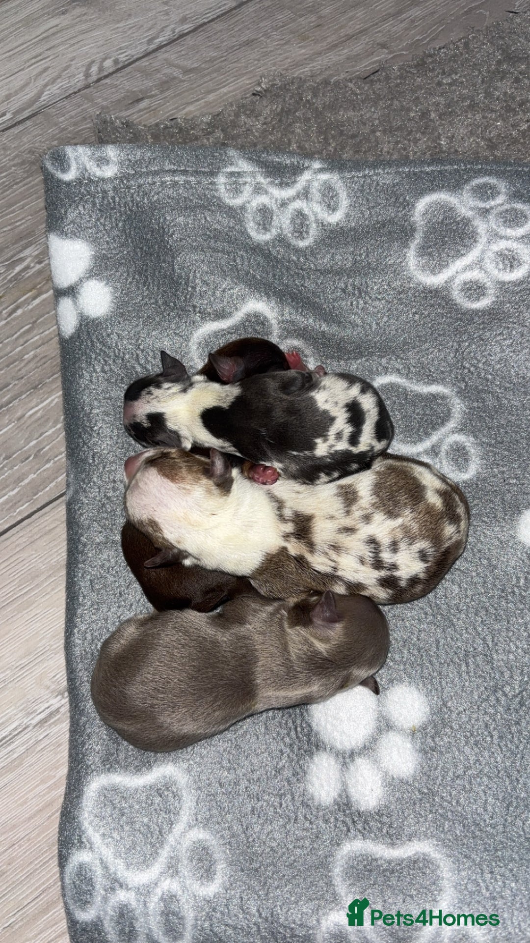 Chihuahua dogs for sale: 3 female and 1 male chihuahua puppies.  - Image 2