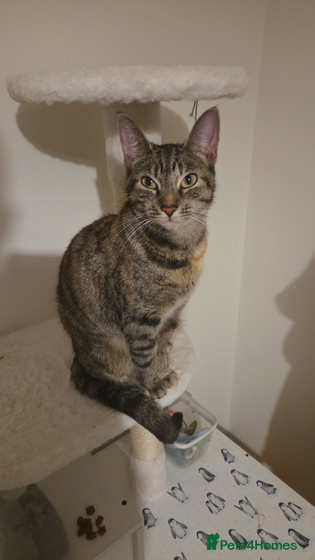 Domestic Shorthair cats Miss Athena Needs a New Home - Advert 1